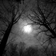 Image for article titled 27 Photos Of Barenaked Trees